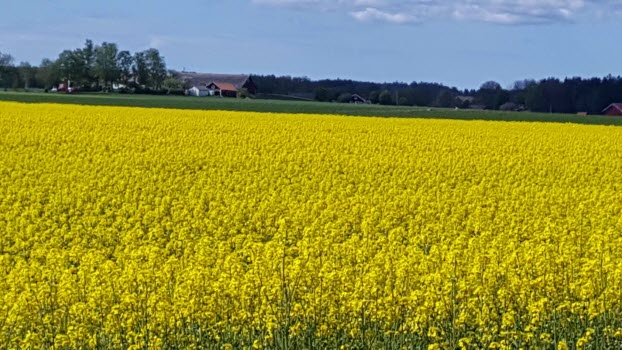 Vreta kloster sommarbilder