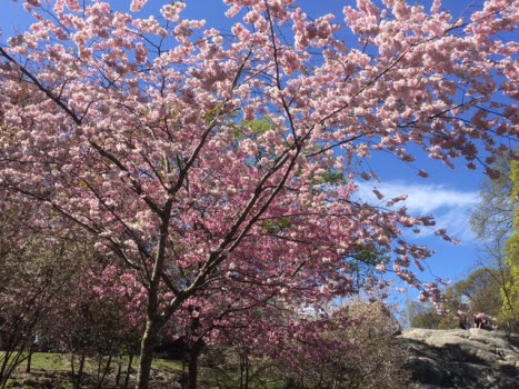 Vasaparken i vårskrud