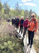 Nävsjön runt i skira grönskan