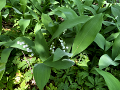 1-dagsresa till Östergötland