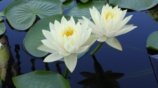 Reportage från årsmötet 9 februari 2026