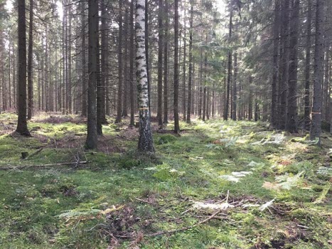Vandring vid Sörby vid Bålsjön 190920