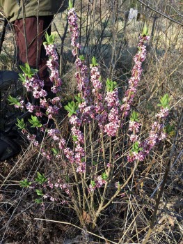Fågelskådning vid Halla 230427