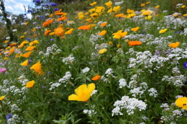 SPF Seniorerna Tjustbygden