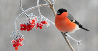 Medlemsträff 26 mars 2026