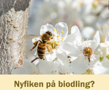 Biodling Tisdag 1 sept.
