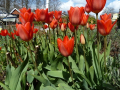 Månadsmöte 11 mars 2026