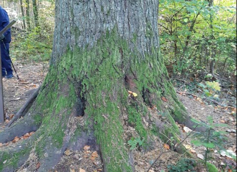 Ombergs högsta gran