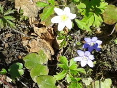 Påminnelse - Månadsmöte 22 april kl 14:00