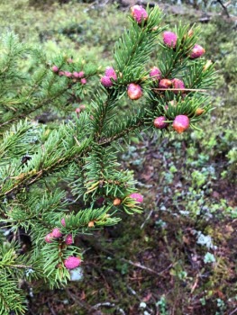 210521 Vandring i Nävekvarn