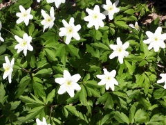 Månadsträff 9 april