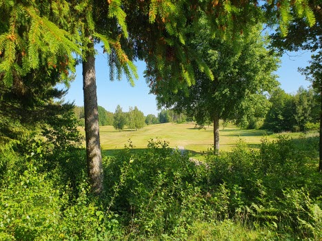 Golfbana skymtar bakom granar och buskar