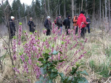 240418 Fågelskådning vid Halla