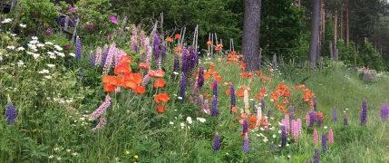 Trevlig sommar