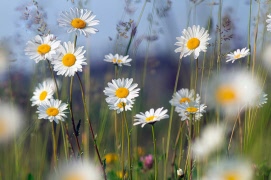 Ordförandens Sommarbrev