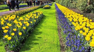 Blomsterresa till Holland