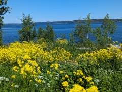 Ordförande har ordet - juni