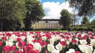 Gavnö slotts tulpanfestival