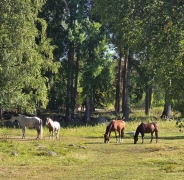 260819 På cykel mot Grycksbo via Haghed