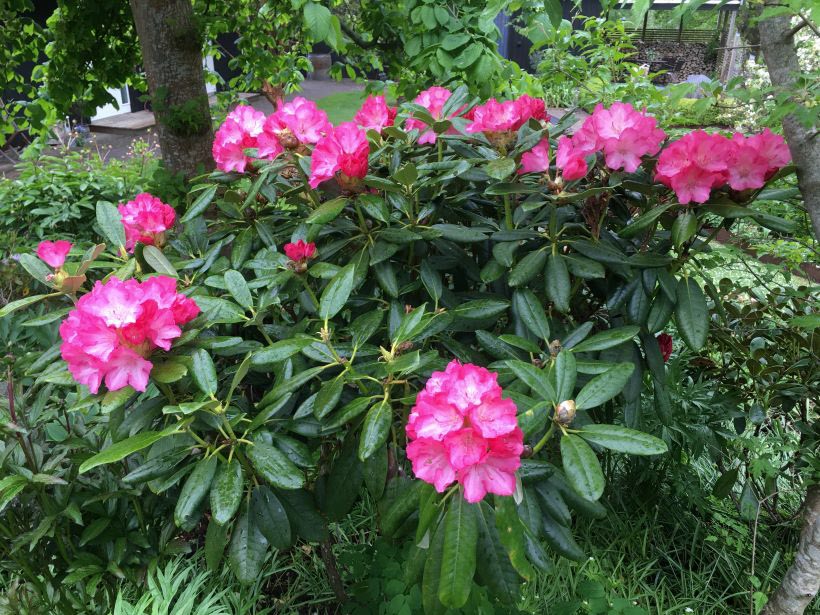Här fanns många olika Rododendron och Azaleor.