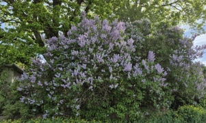 Promenad den 3 juni vid Knabbarp