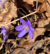 Visst finns det blommande blåsippor i Ramsås!