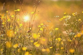 Hörby SPF önskar alla en skön och avkopplande sommar!