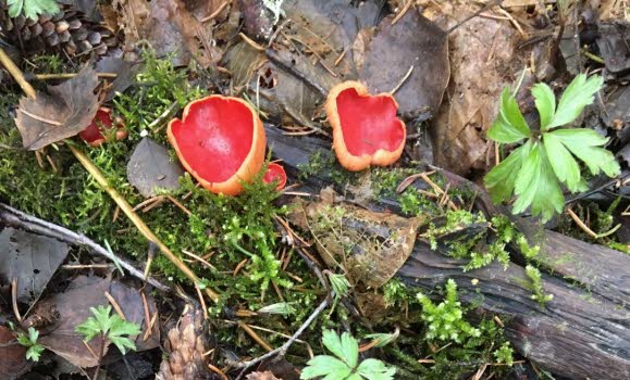 240419 Vandring i Lindudden naturreservat