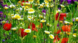 SPF Östra Blekinges styrelse önskar alla medlemmar en GLAD och TREVLIG MIDSOMMAR