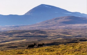 25% SPF-rabatt på fjällvistelser