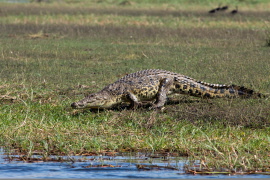 Alligator funnen i Alvik
