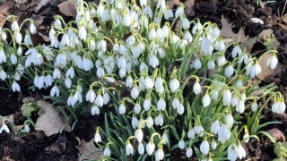 Ordförandens vårhälsning