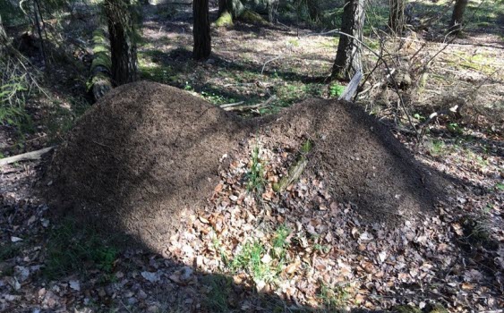 230504 Fågelskådning i Björkvik
