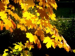 Ordförande har ordet