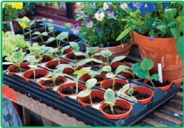 Odla från frö med Iris