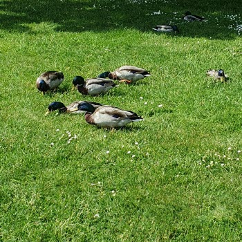 Från säker@digitalt Säfstaholms slottspark