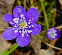 Frilufsarna promenerade i Mesta kulturlandskap