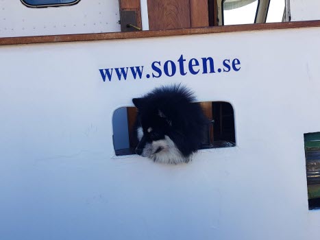 Sotenhund