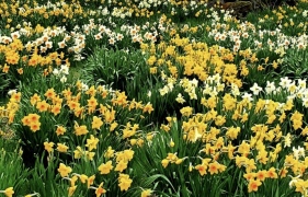 Dagsresa 6 maj, till Fagerås  påskliljor. Anmälan NU.