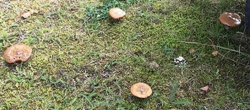 KM i boule 190829
