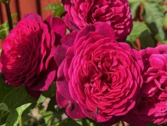 Vår- sommarprogram 2026