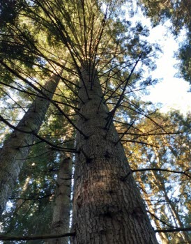 Ombergs högsta gran