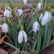 100-kronorslotteriet