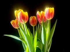 Livslust i SPF lokalen den 12:e mars, kl. 14.00