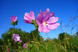 Sommaraktiviteter