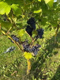 2025-09-10 Studiebesök Allerums Vingård Bild 4.jpg