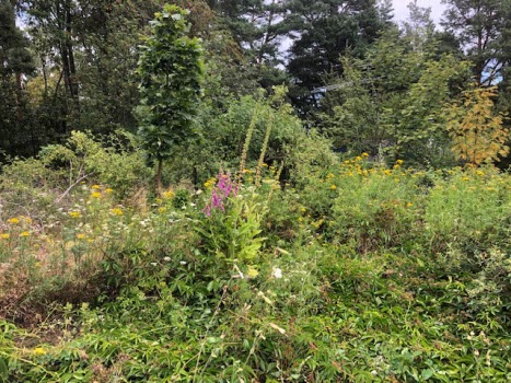 Vinön 2019-07-23