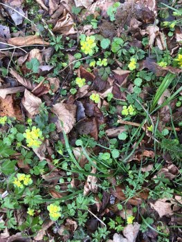 240419 Vandring i Lindudden naturreservat