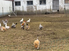 Kulturhistorisk promenad Olsnäs 2 april