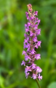 Naturspan 9 juli 2026